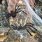 Giant Large Halloween Spider Haunted House Prop Indoor Outdoor Scary Party Decor